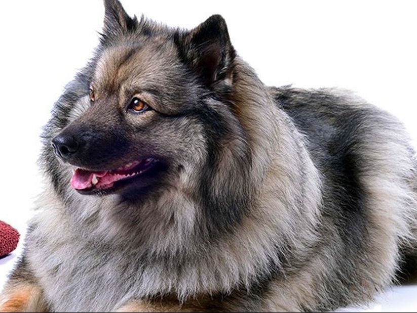 Gesunder Hund freut sich auf Tiernahrung in Graz in der Steiermark